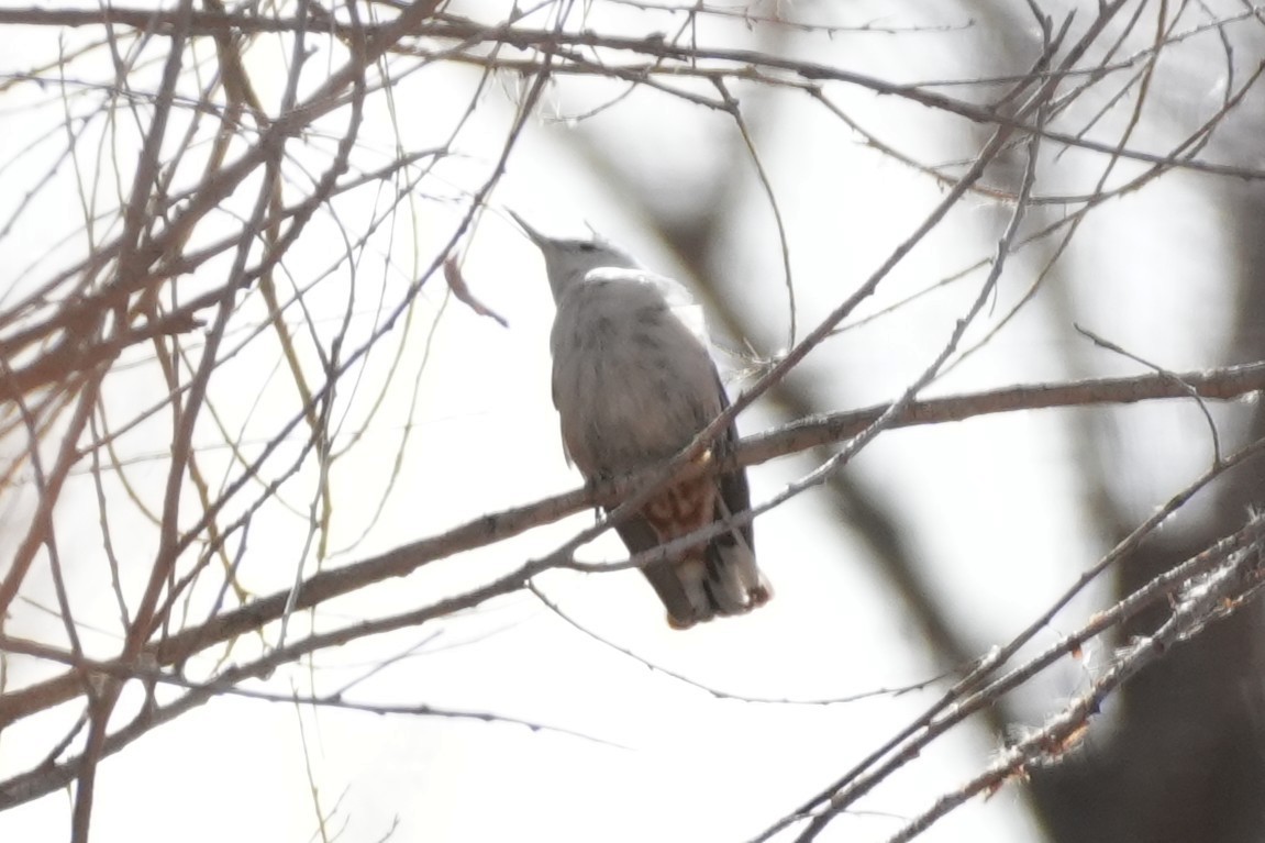 Sittelle à poitrine blanche - ML645484126