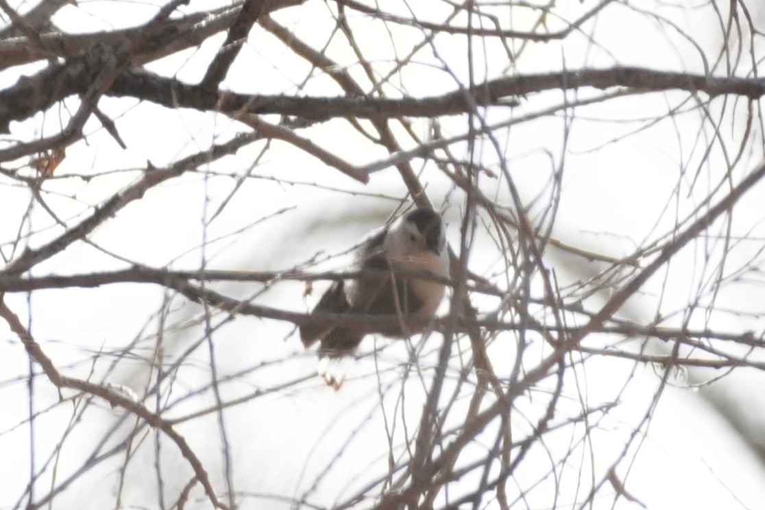 Sittelle à poitrine blanche - ML645484127