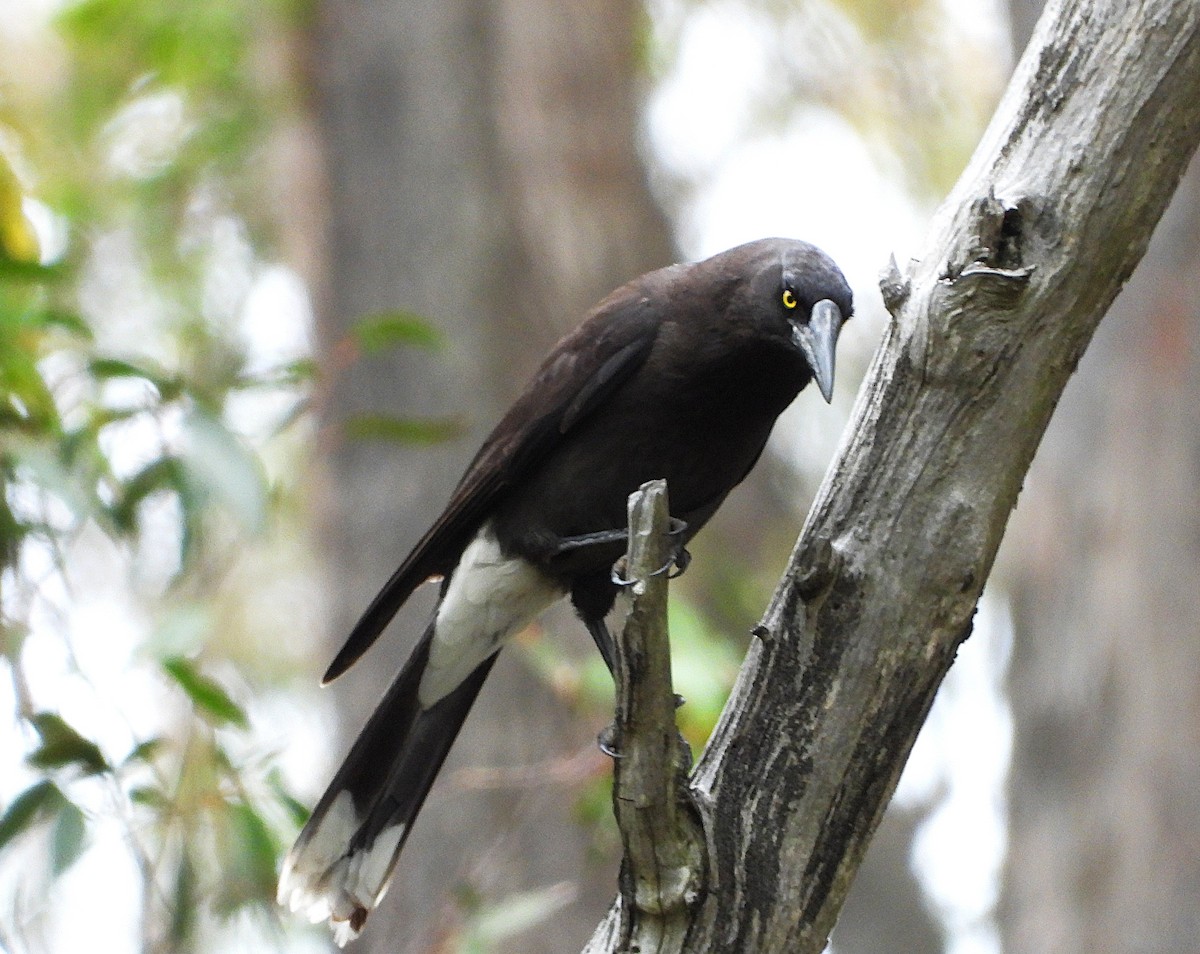 Réveilleur cendré - ML645484128