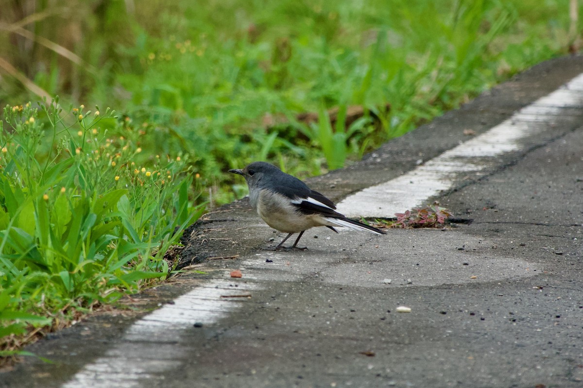 Shama dayal - ML645484136