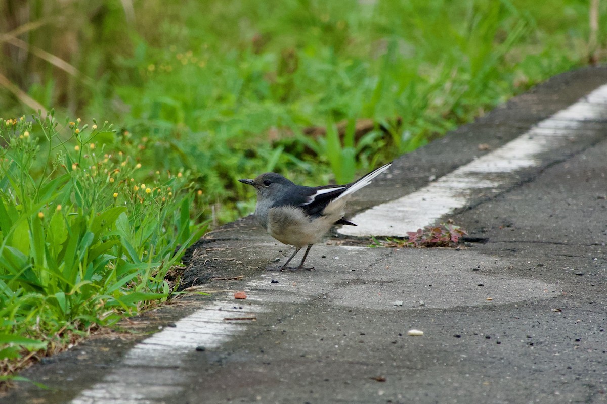 Shama dayal - ML645484137