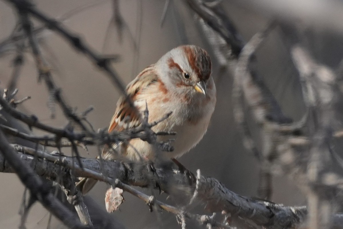 Bruant hudsonien - ML645484138