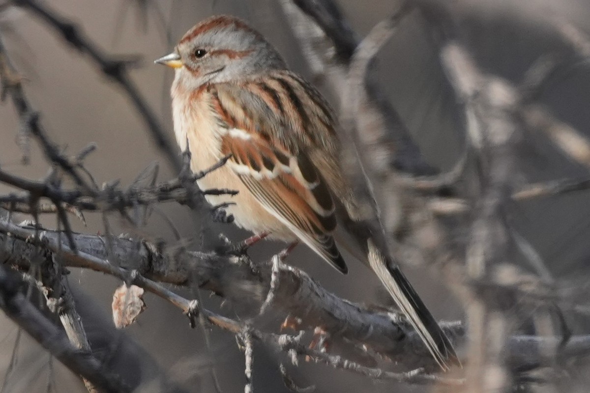 Bruant hudsonien - ML645484139