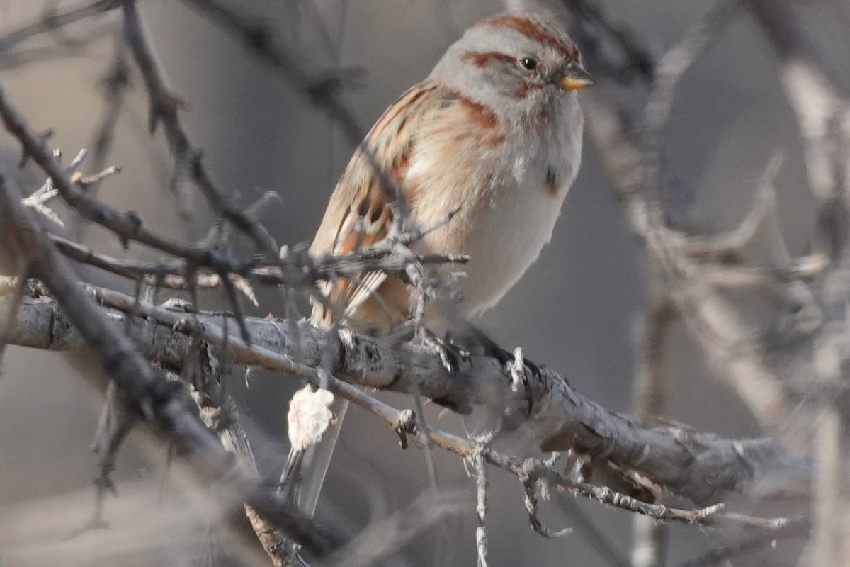 Bruant hudsonien - ML645484140