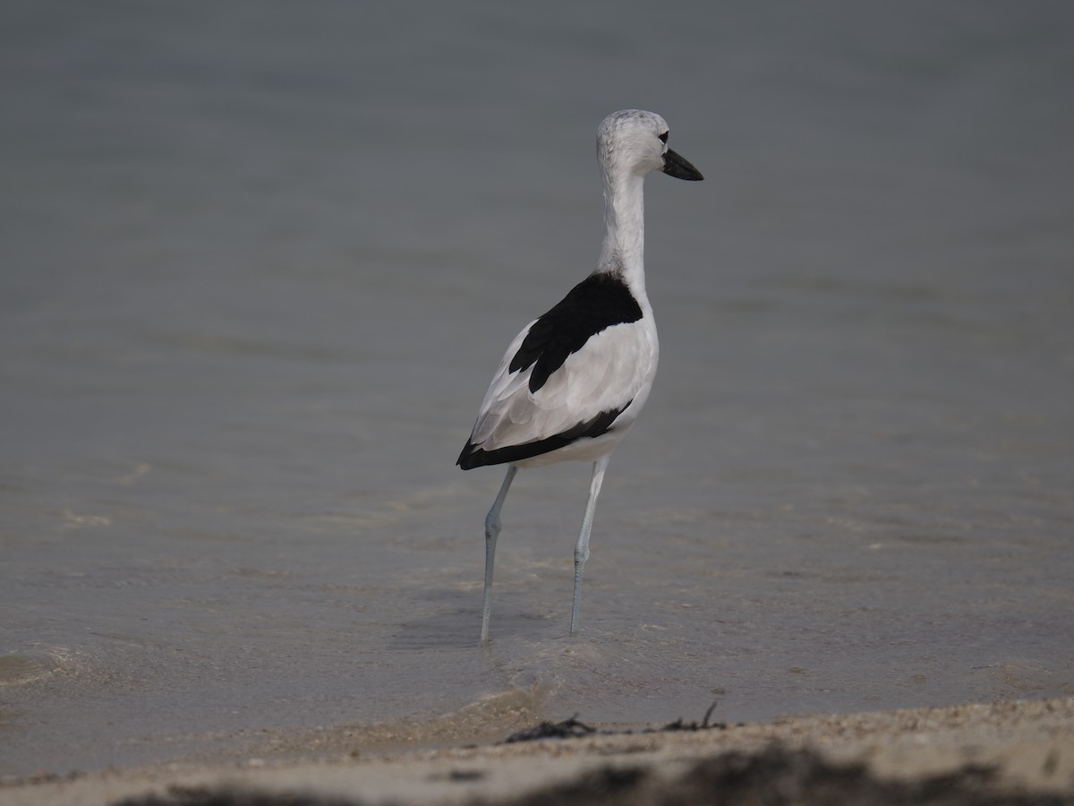 Drome ardéole - ML645484141