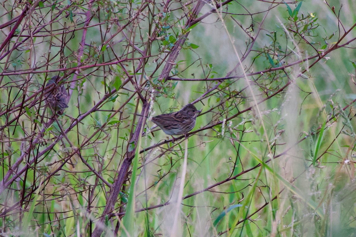 Bruant masqué - ML645484142