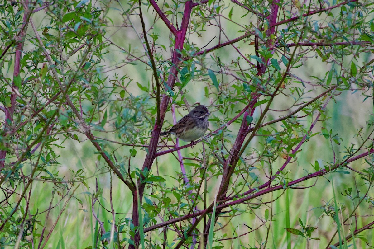 Bruant masqué - ML645484143