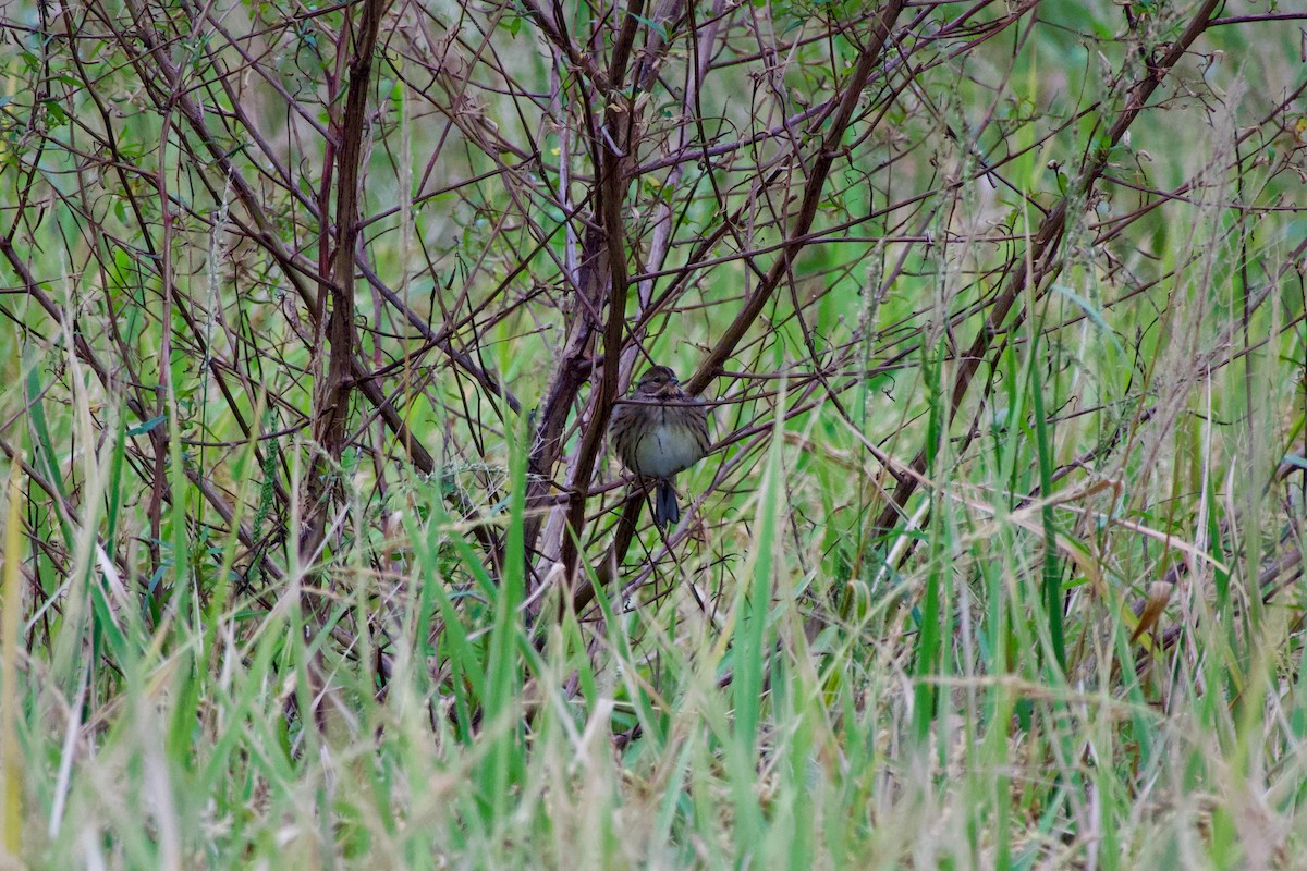 Bruant masqué - ML645484144