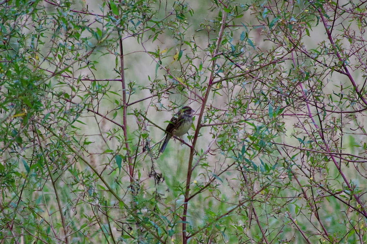 Bruant masqué - ML645484145