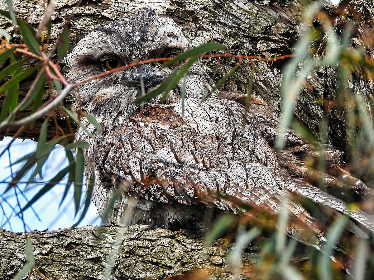 Podarge gris - ML645484146