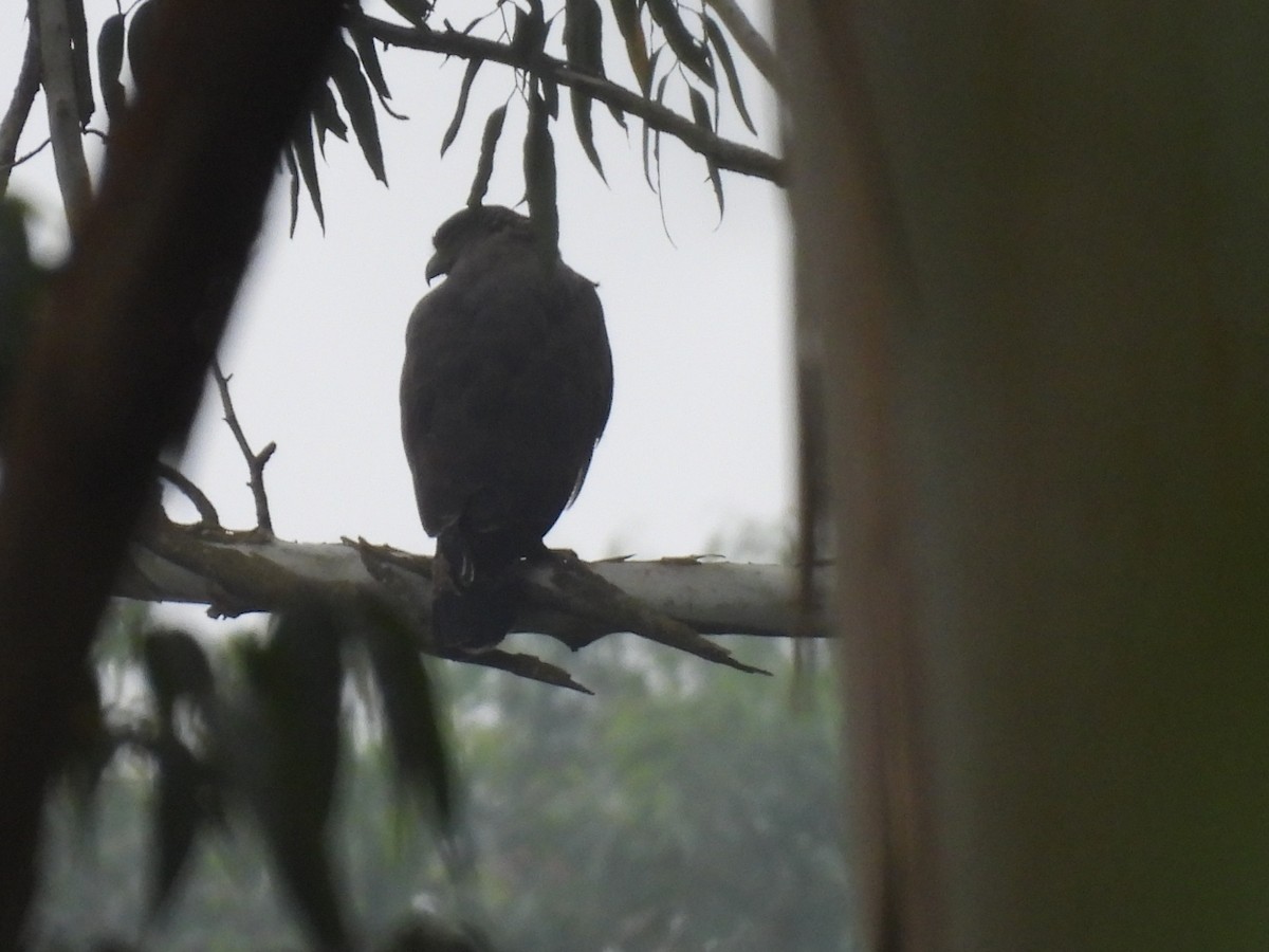 Serpentaire bacha - ML645484147