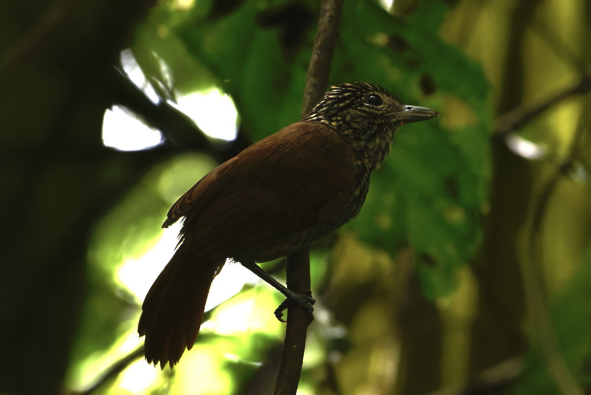 Batara noir - ML645484148