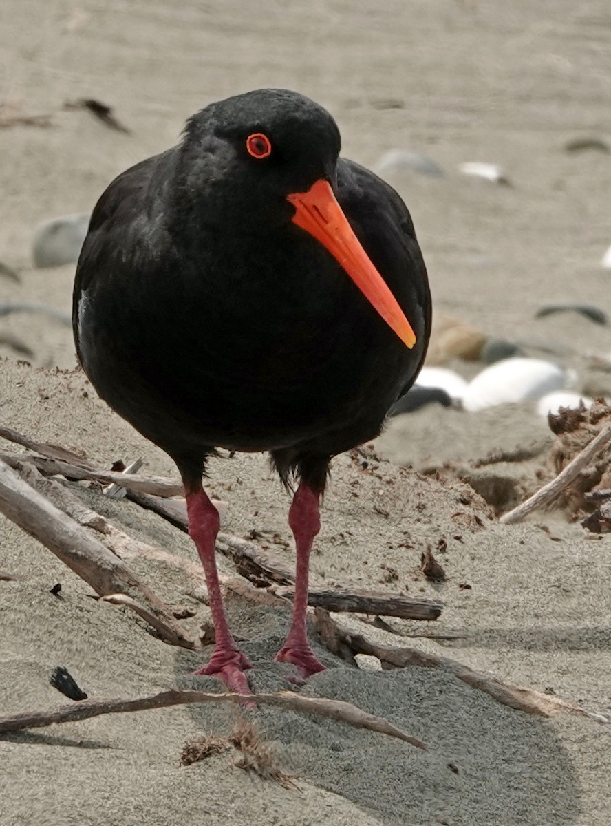 Huîtrier variable - ML645484150