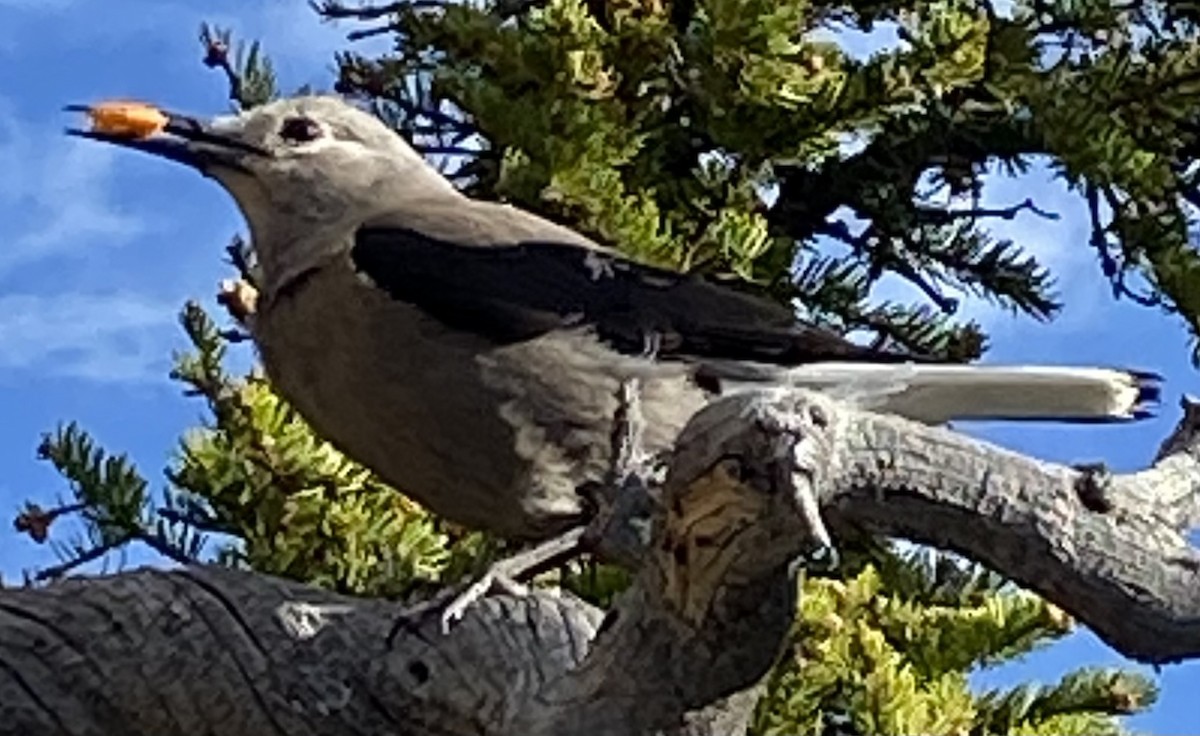 Cassenoix d'Amérique - ML645484151