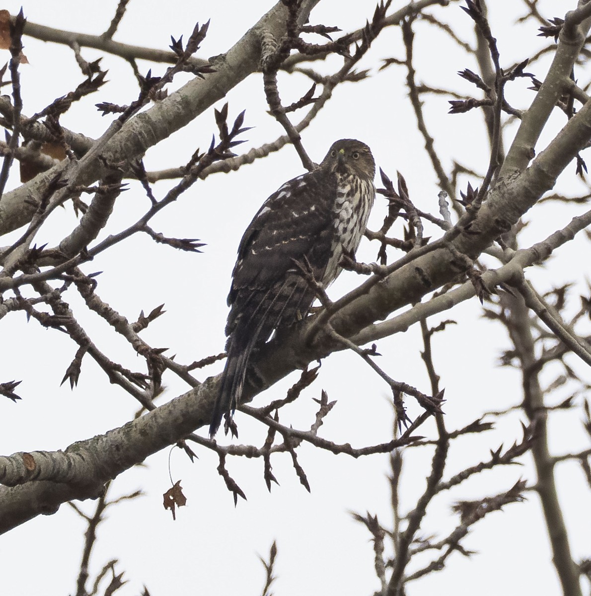Cooper's Hawk - ML645484153