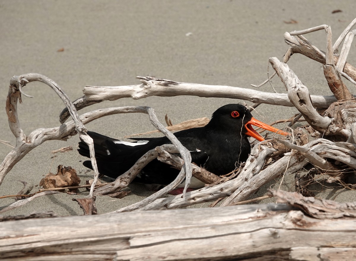 Variable Oystercatcher - ML645484154