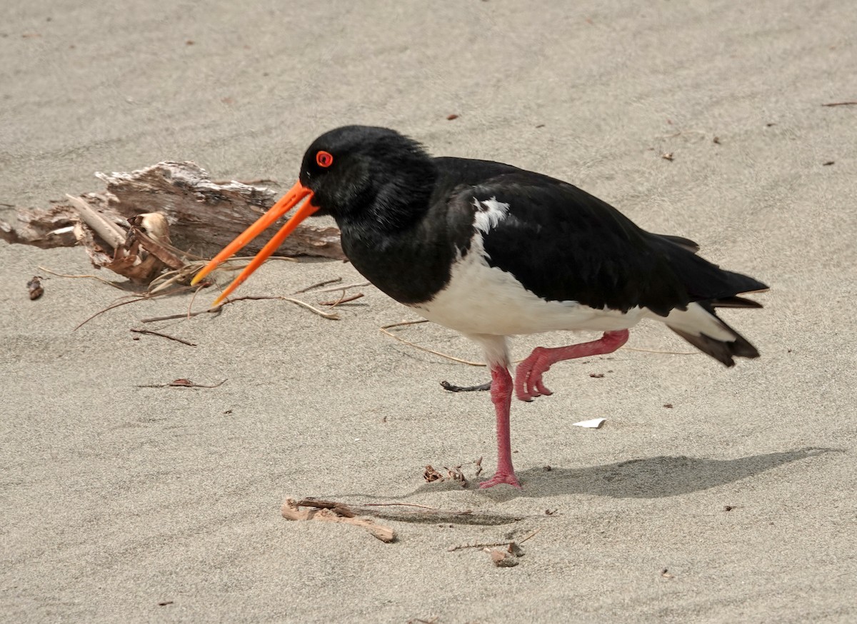 Variable Oystercatcher - ML645484157