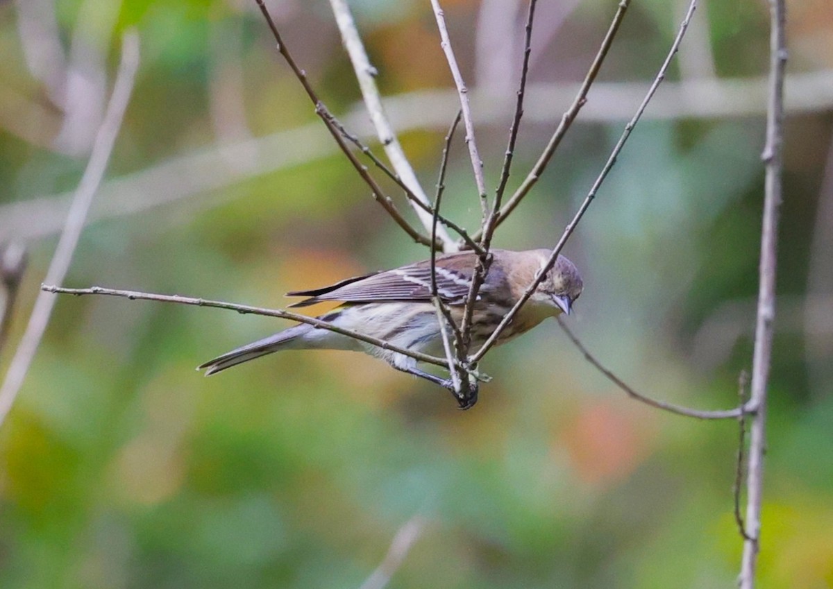 Yellow-rumped Warbler - ML645484160