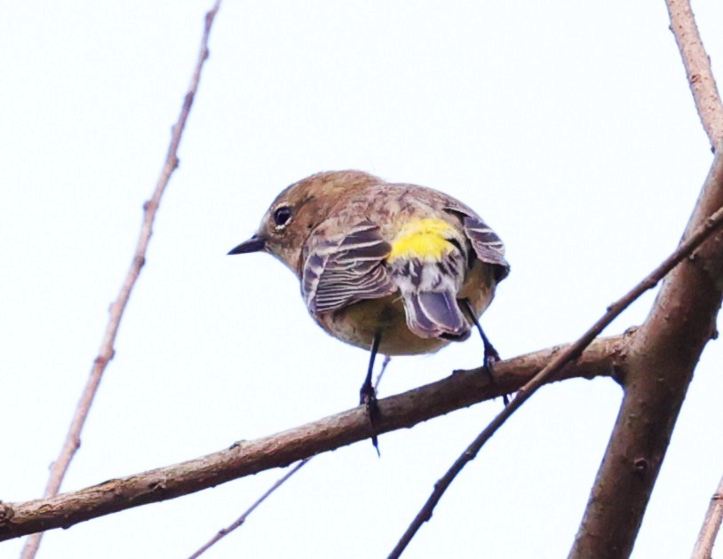 Yellow-rumped Warbler - ML645484163