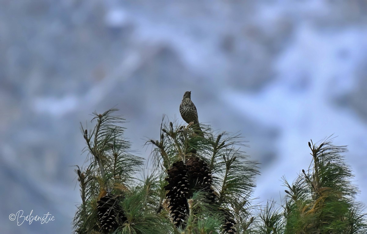 Mistle Thrush - ML645484179