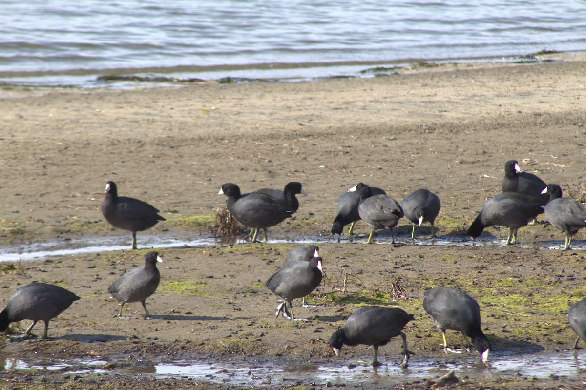 Kopetazuri amerikarra - ML645484191