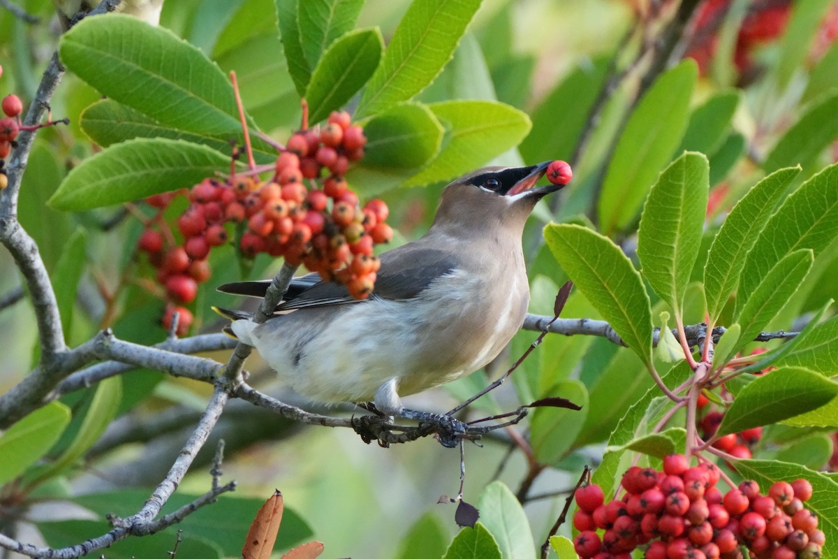 Cedar Waxwing - ML645484194