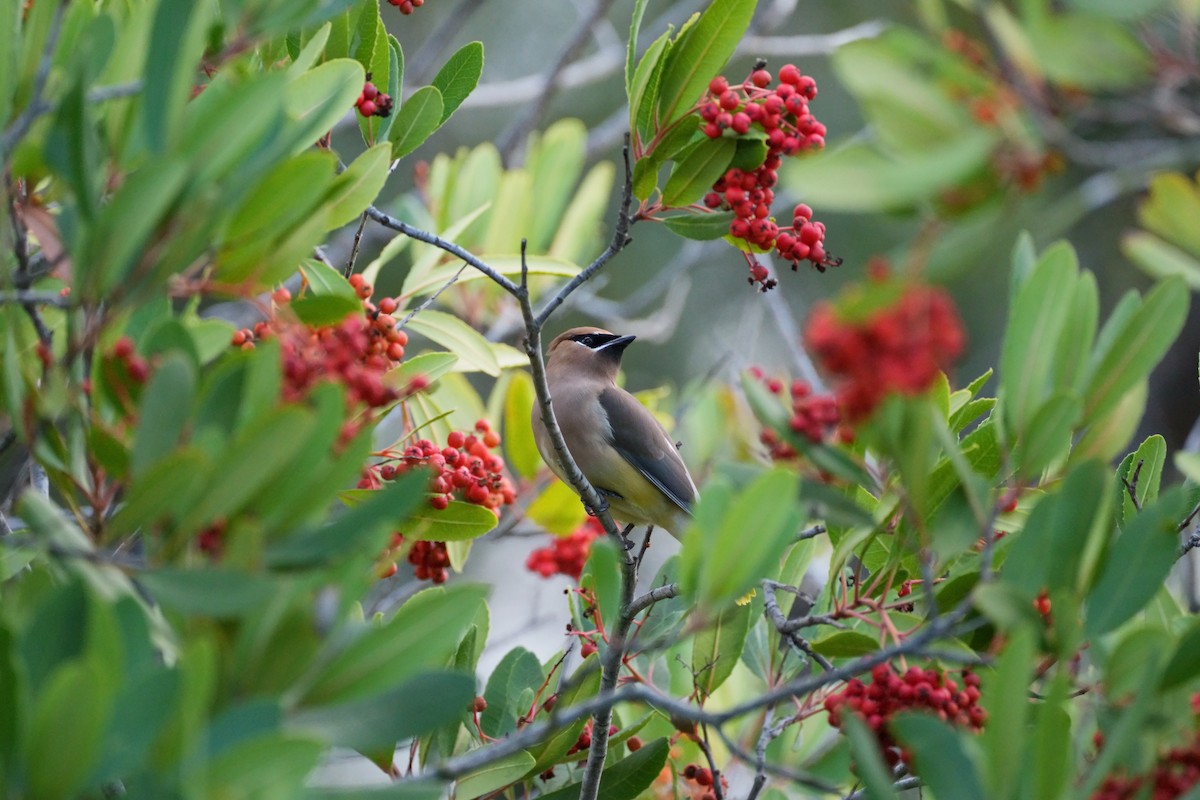 Cedar Waxwing - ML645484195