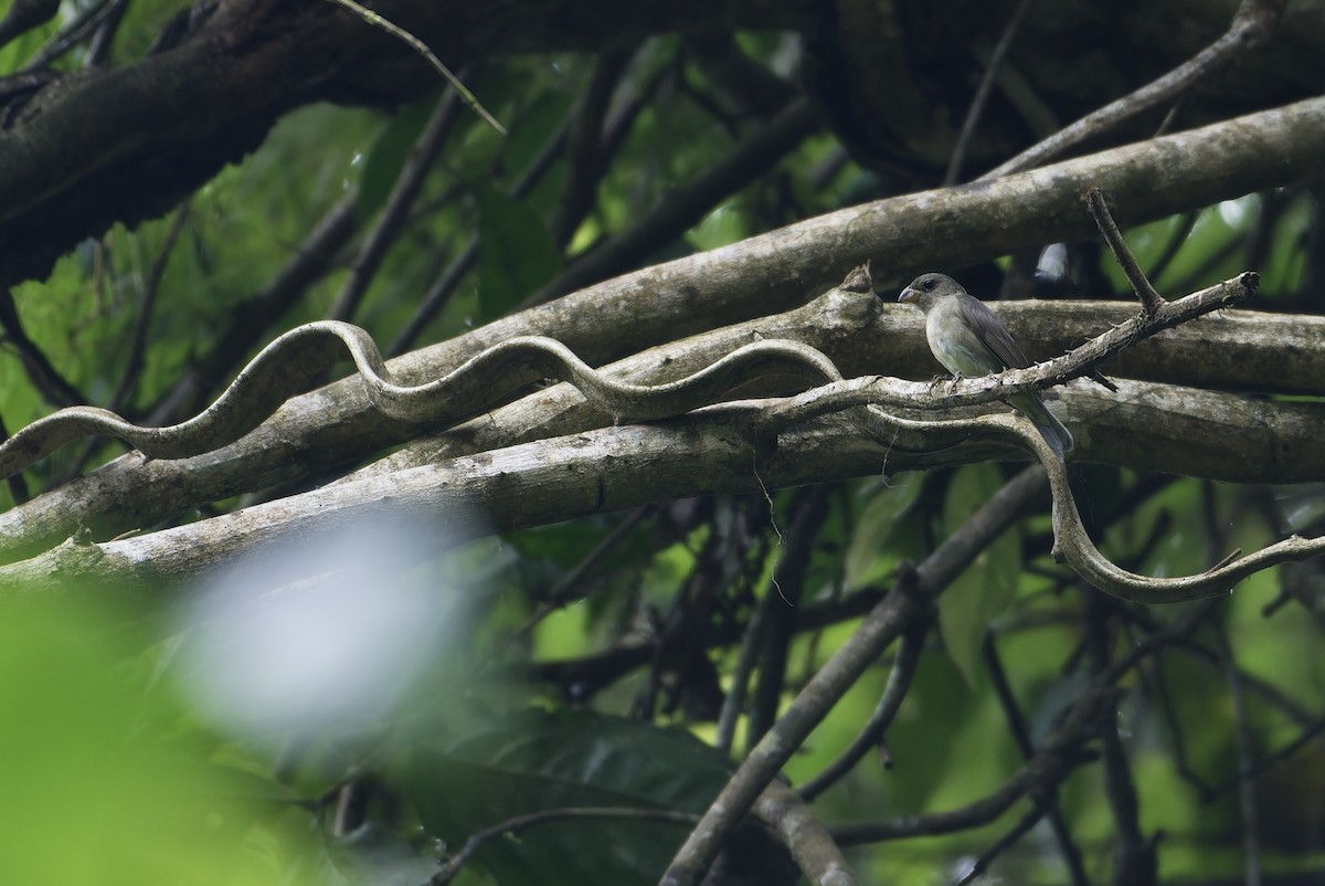 Semillero Pizarroso - ML645484213