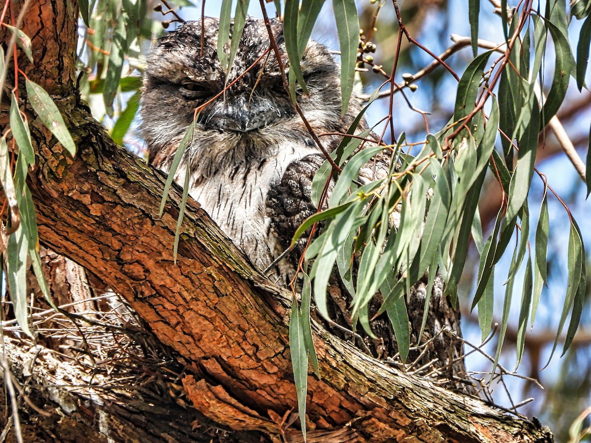 Tawny Frogmouth - ML645484227