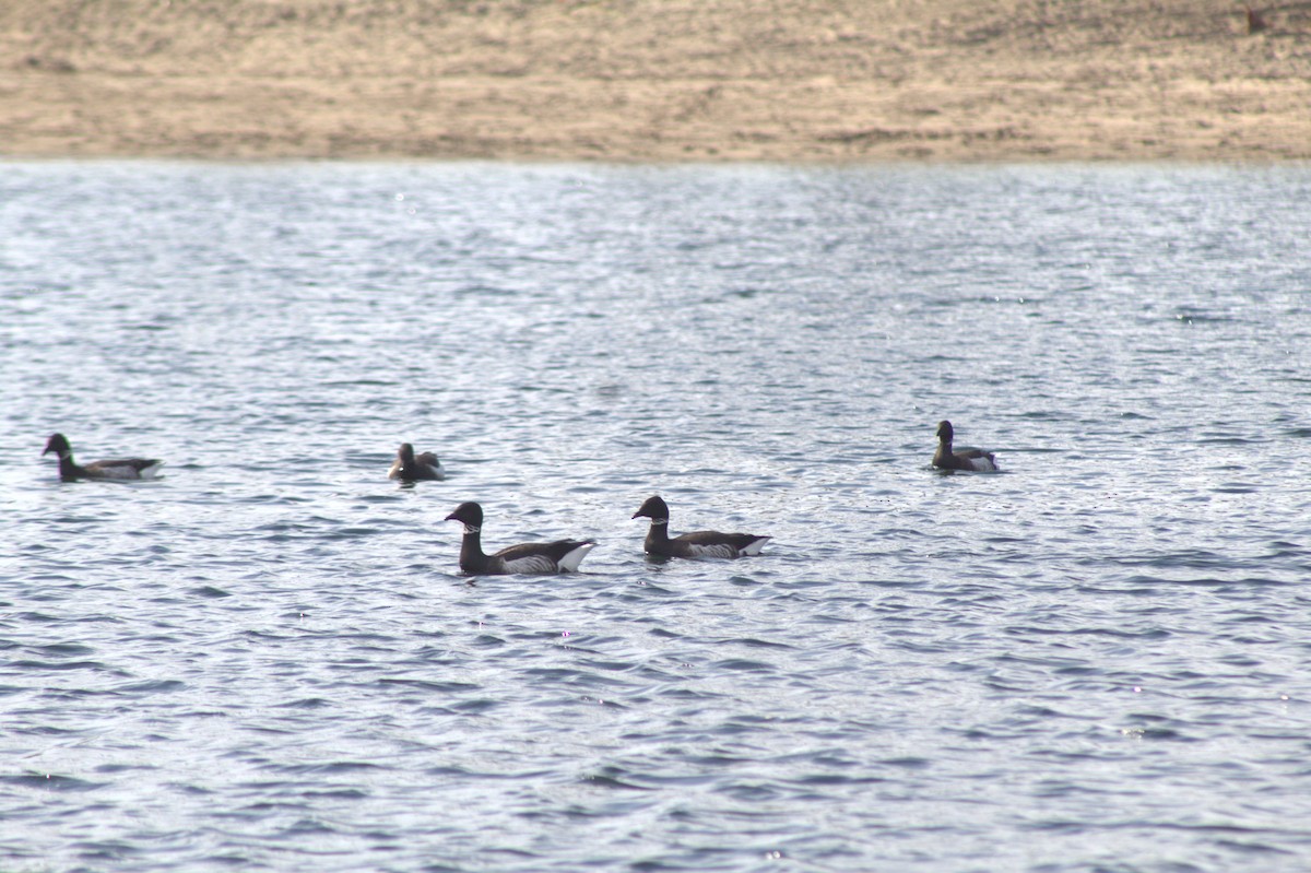 Branta musubeltza (nigricans) - ML645484228