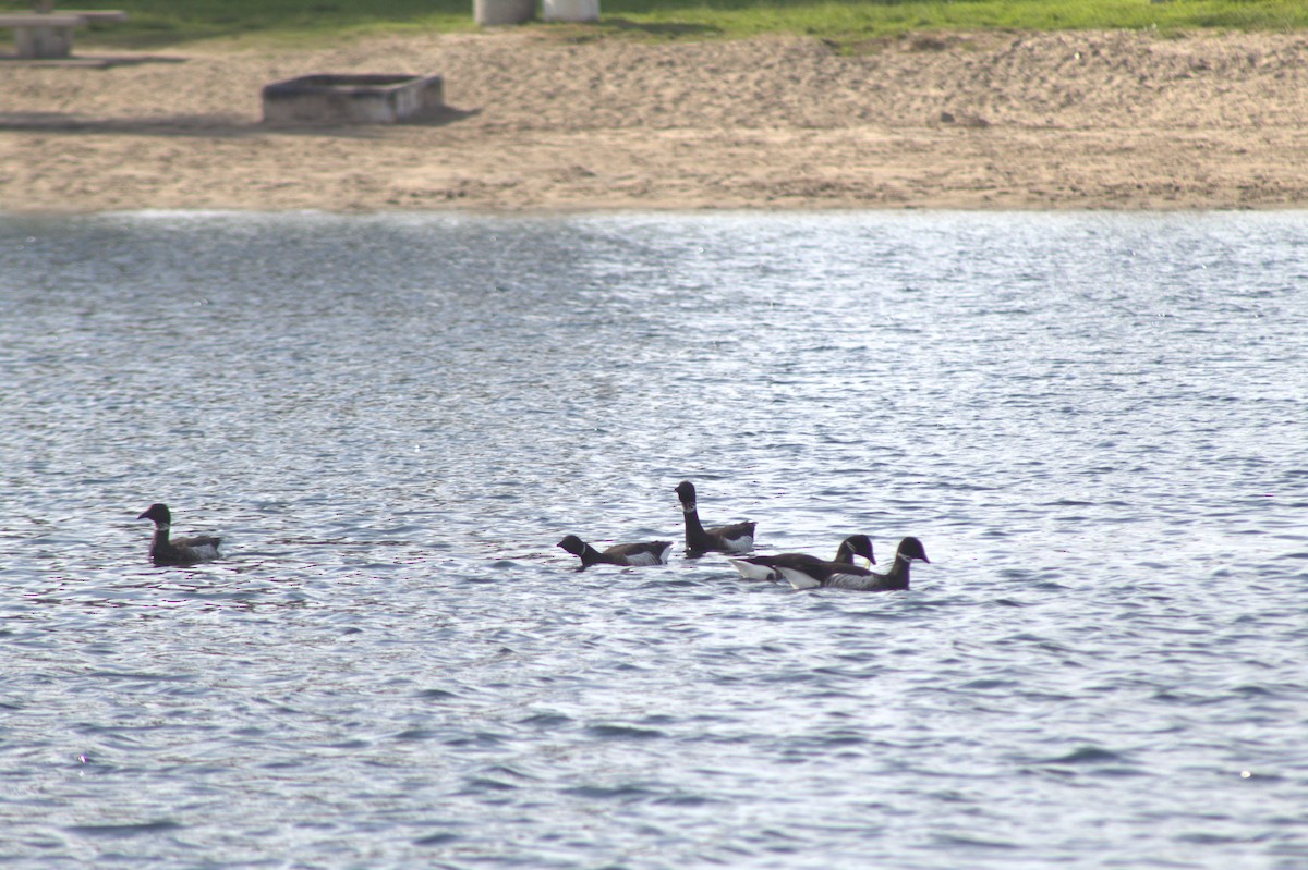Branta musubeltza (nigricans) - ML645484229