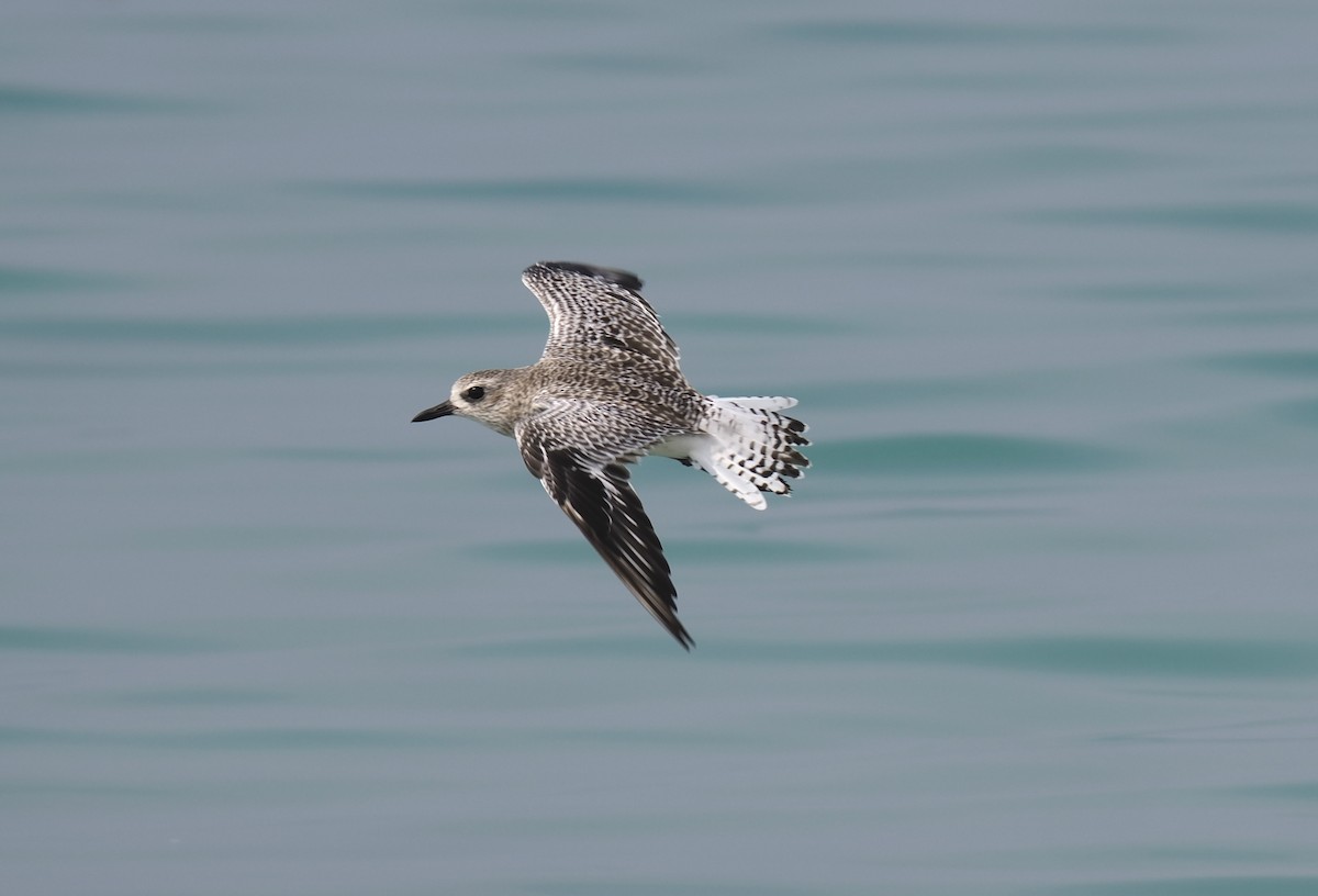 Black-bellied Plover - ML645484232