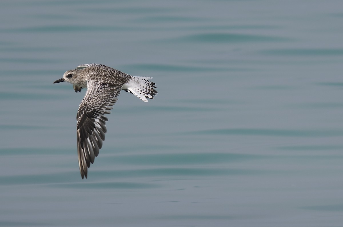 Black-bellied Plover - ML645484233