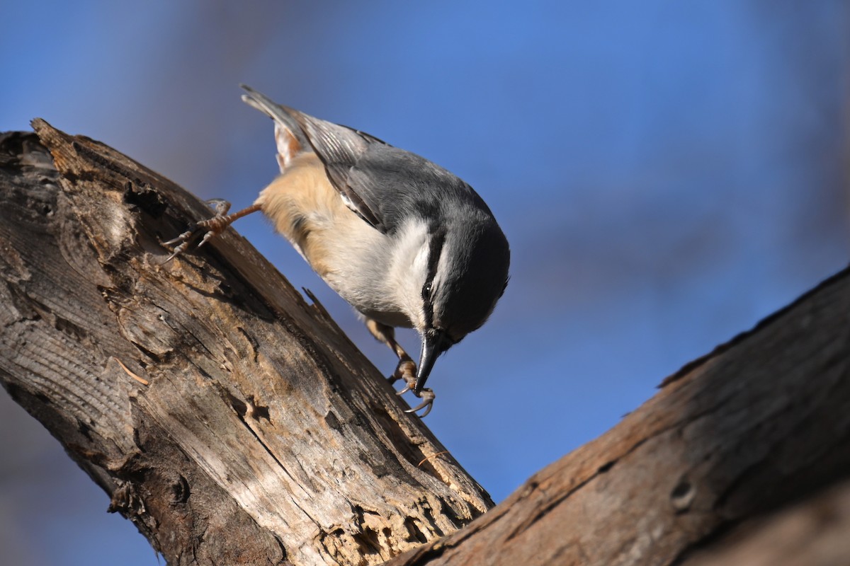 Garrapo eurasiarra - ML645484238