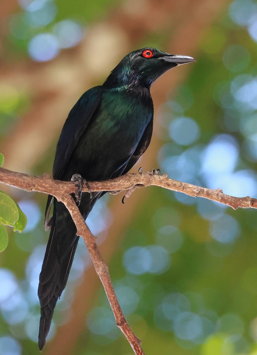 Metallic Starling - ML645484290