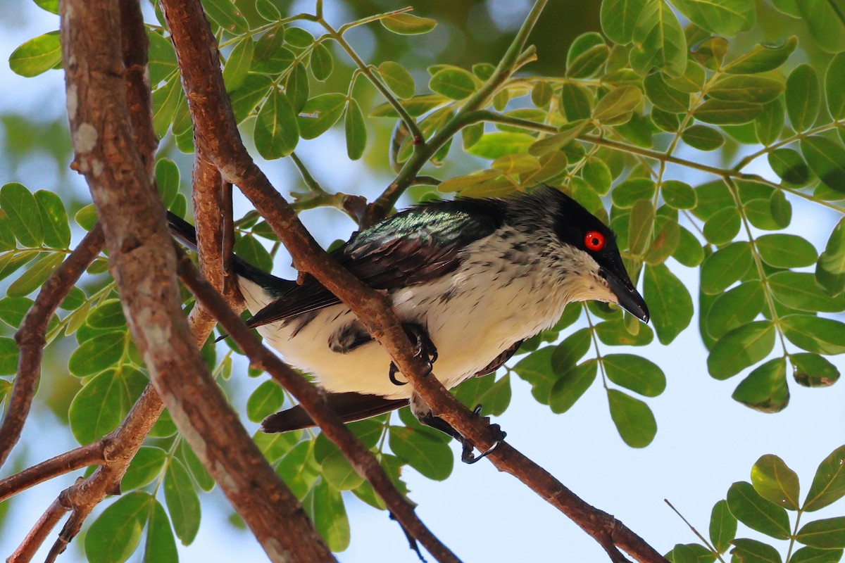 Metallic Starling - ML645484291