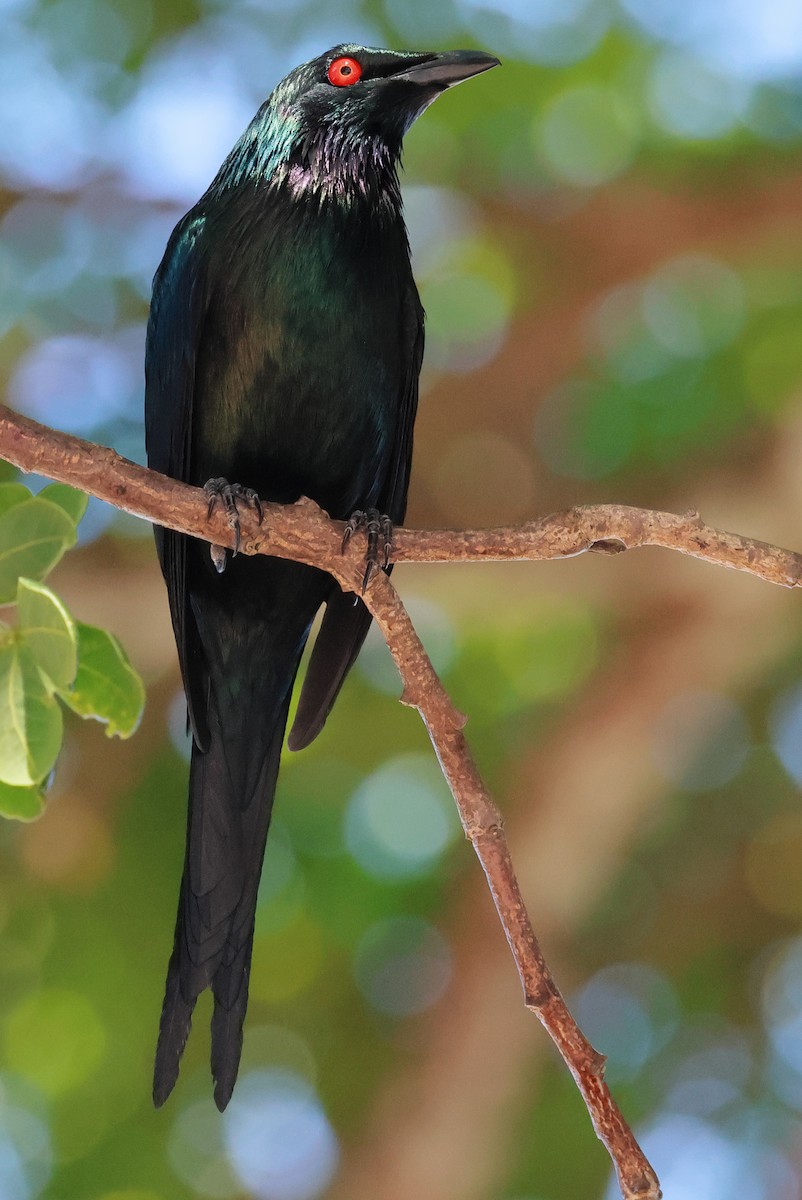 Metallic Starling - ML645484292