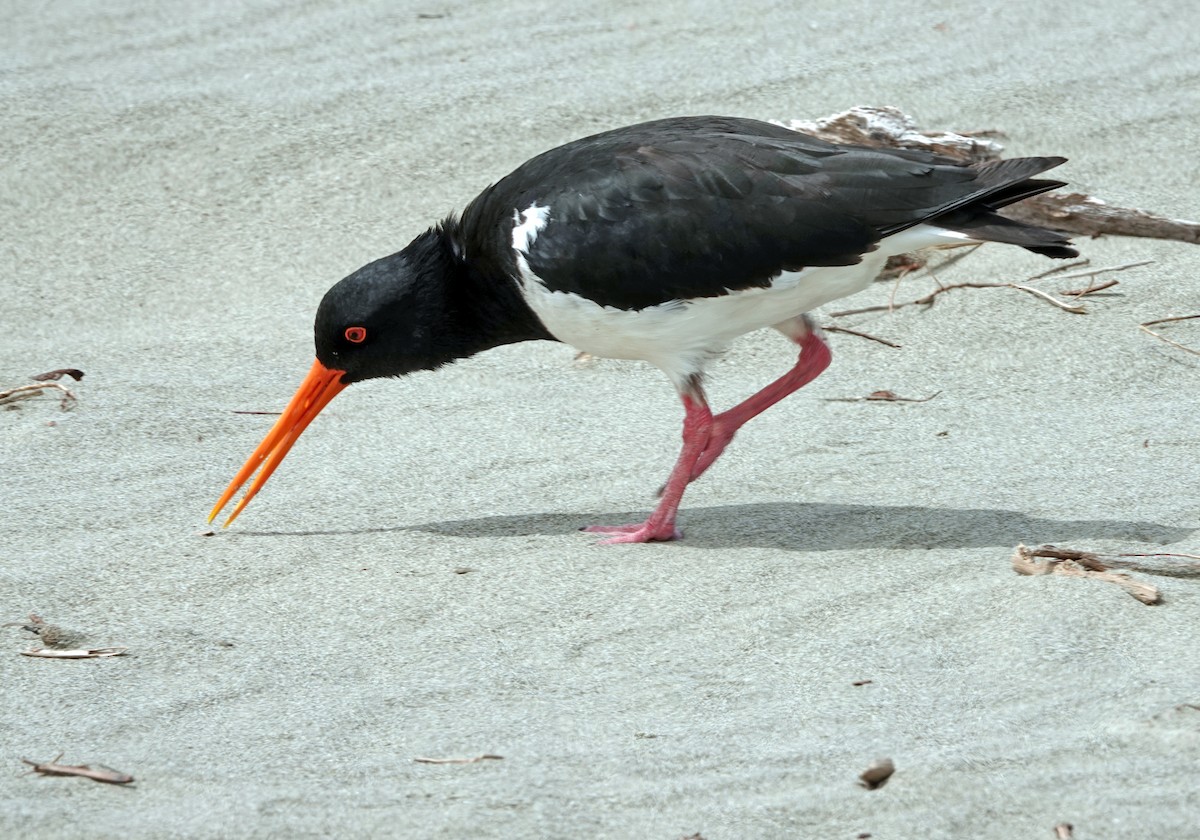 Variable Oystercatcher - ML645484297