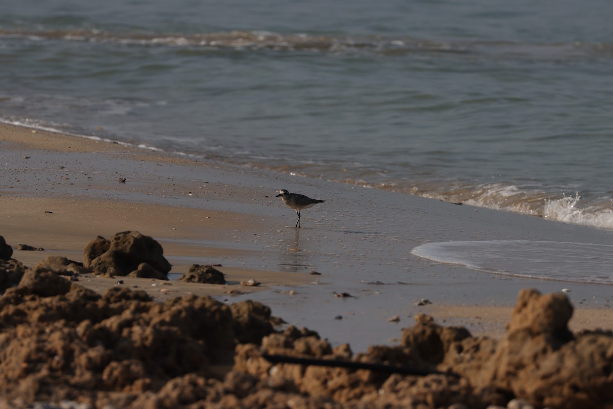 Black-bellied Plover - ML645484298