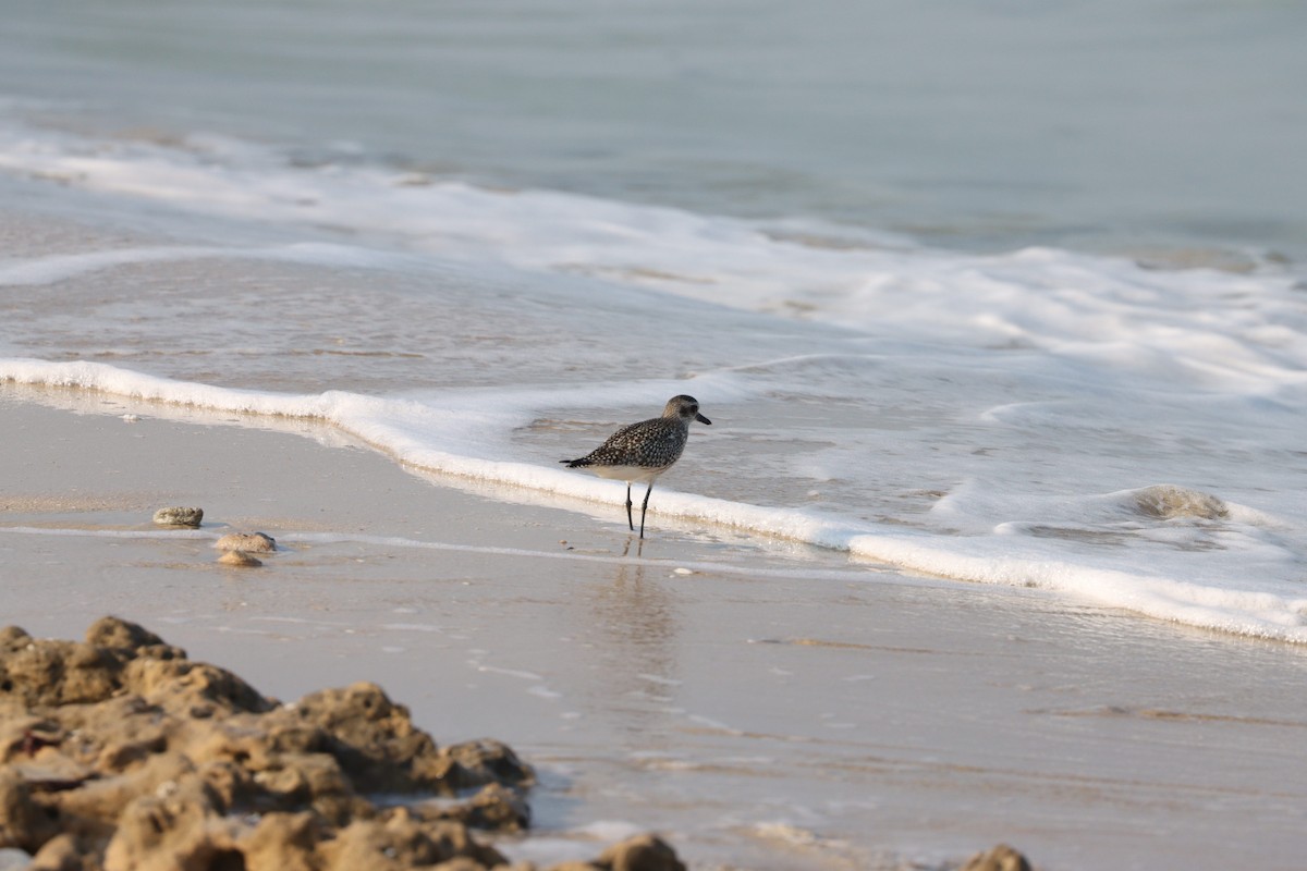 Black-bellied Plover - ML645484299