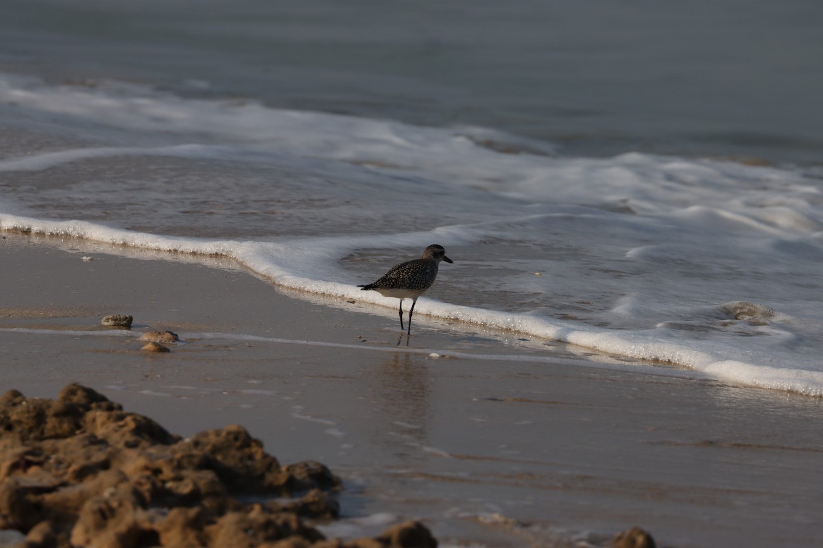 Black-bellied Plover - ML645484300