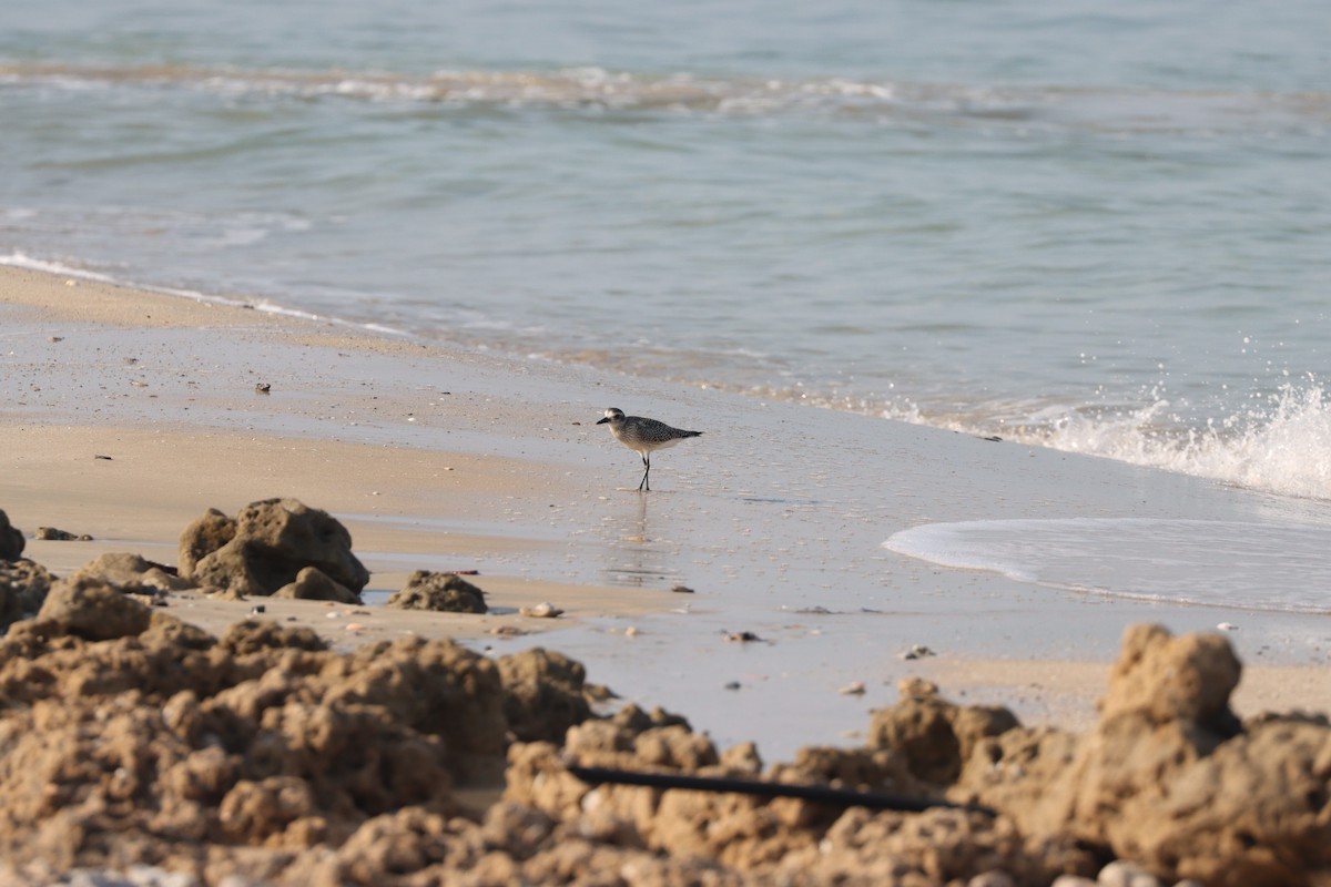 Black-bellied Plover - ML645484301