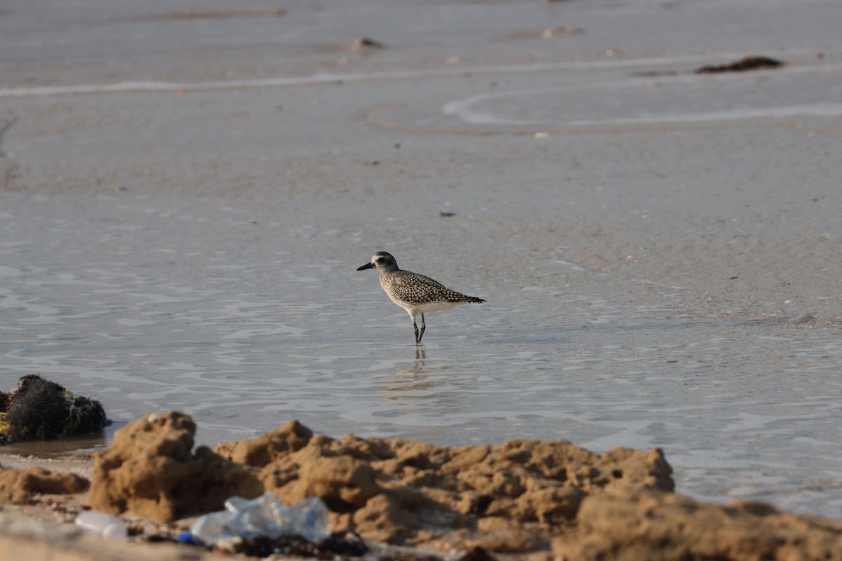 Black-bellied Plover - ML645484302