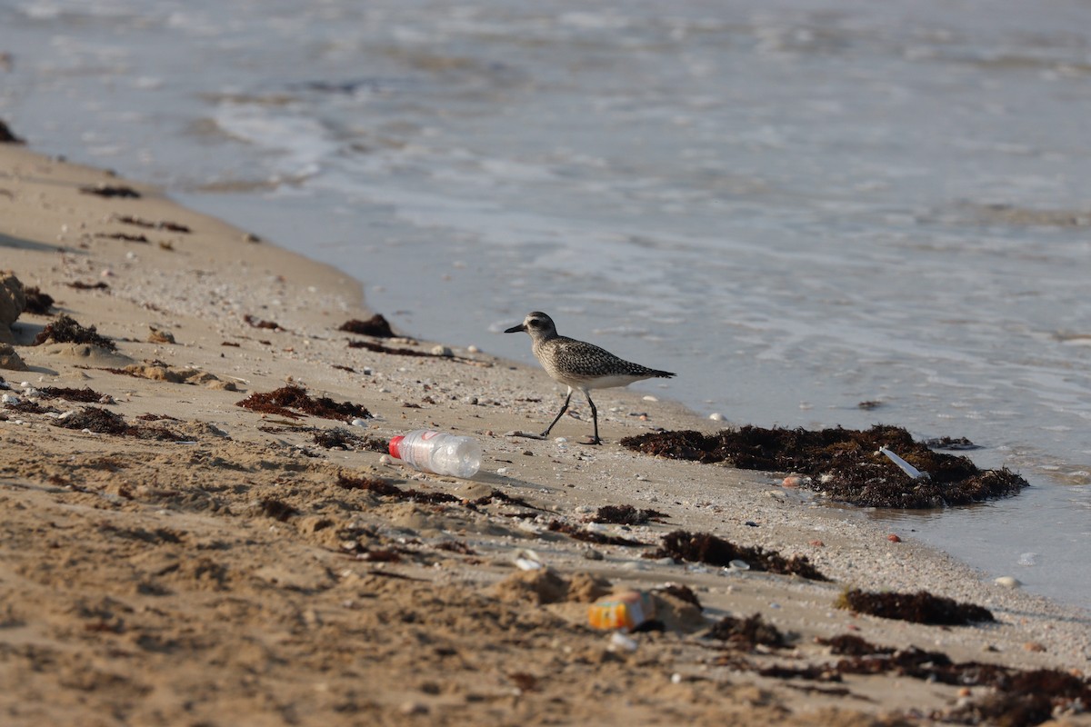 Black-bellied Plover - ML645484303