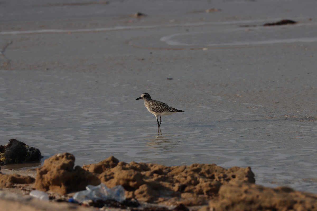 Black-bellied Plover - ML645484304