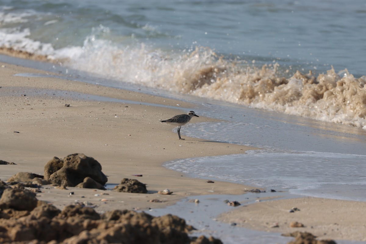 Black-bellied Plover - ML645484305