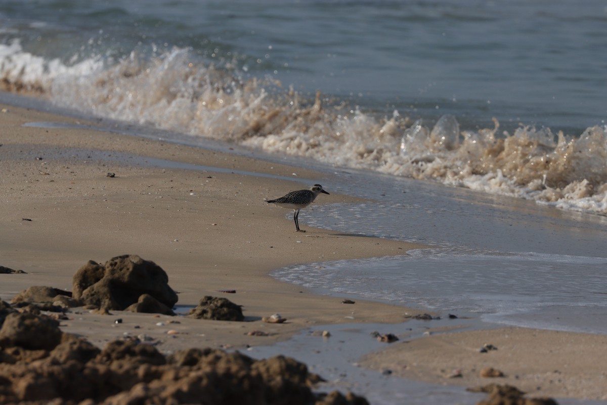 Black-bellied Plover - ML645484306