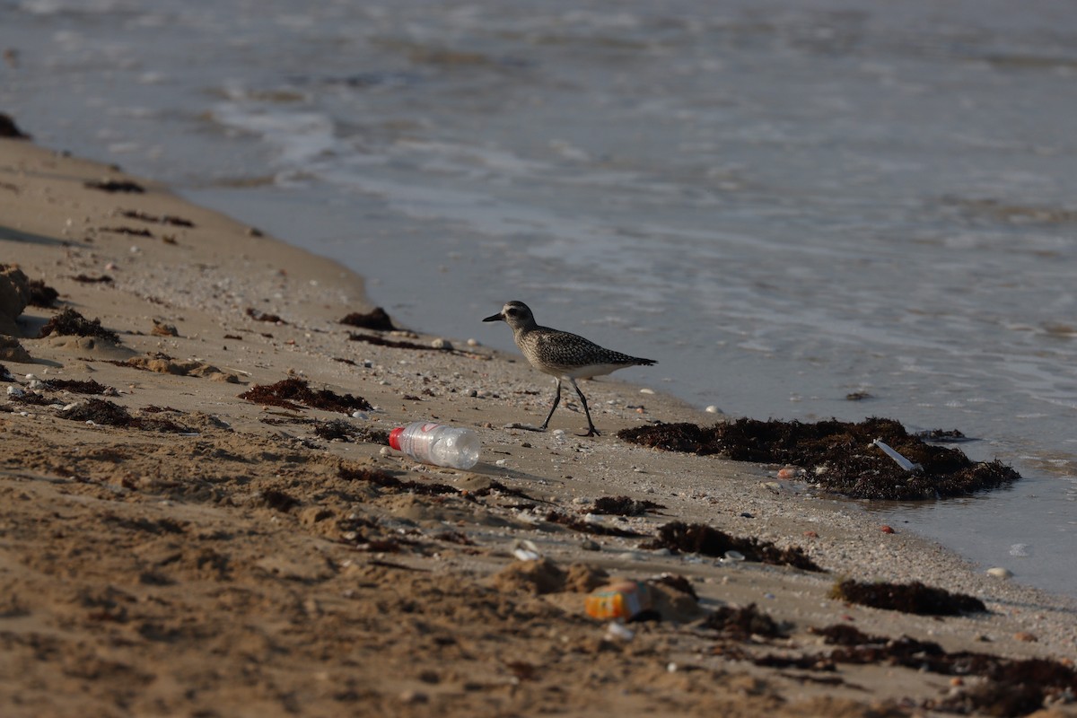 Black-bellied Plover - ML645484307