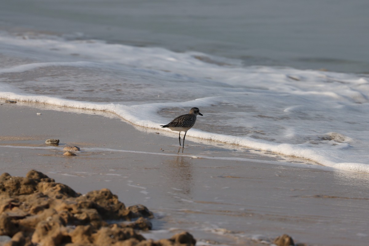 Black-bellied Plover - ML645484308