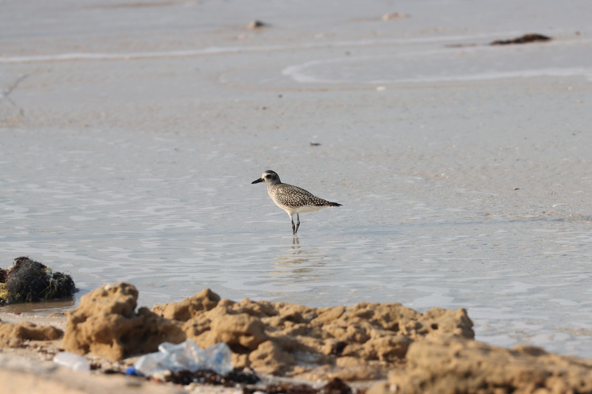 Black-bellied Plover - ML645484309